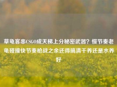 草龟客串CSGO成天梯上分秘密武器？慢节奏老龟碰撞快节奏枪战之余还得搞清干养还是水养好