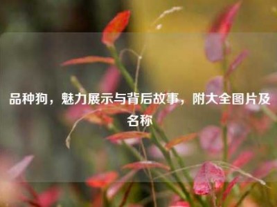 品种狗，魅力展示与背后故事，附大全图片及名称