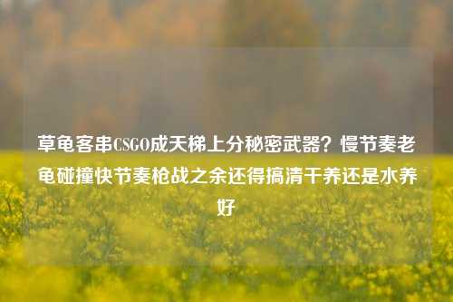 草龟客串CSGO成天梯上分秘密武器?慢节奏老龟碰撞快节奏枪战之余还得搞清干养还是水养好
