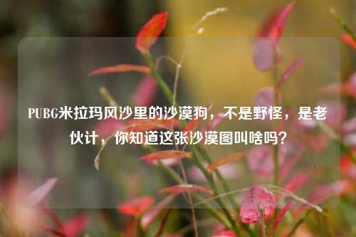 PUBG米拉玛风沙里的沙漠狗,不是野怪,是老伙计,你知道这张沙漠图叫啥吗?