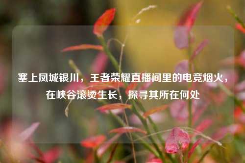 塞上凤城银川,王者荣耀直播间里的电竞烟火,在峡谷滚烫生长,探寻其所在何处
