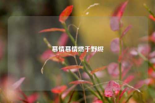 慕情慕情燃于野烬