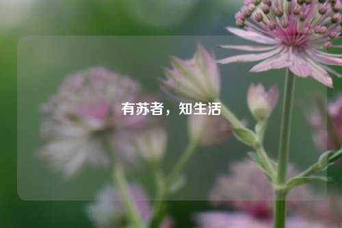 有苏者，知生活